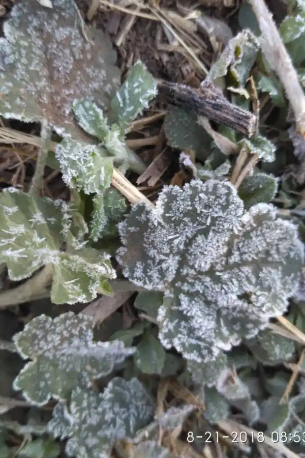 Los Guayacanes, Raco