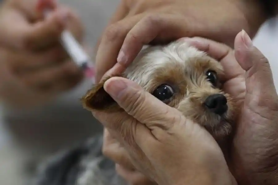 Cómo trasladar las mascotas: una odisea para quienes no tienen auto