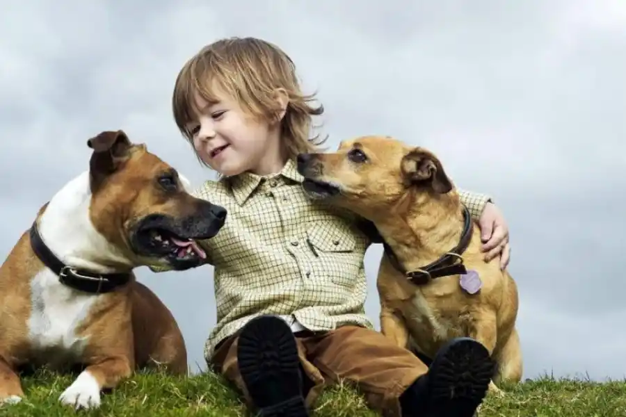 Cómo trasladar las mascotas: una odisea para quienes no tienen auto