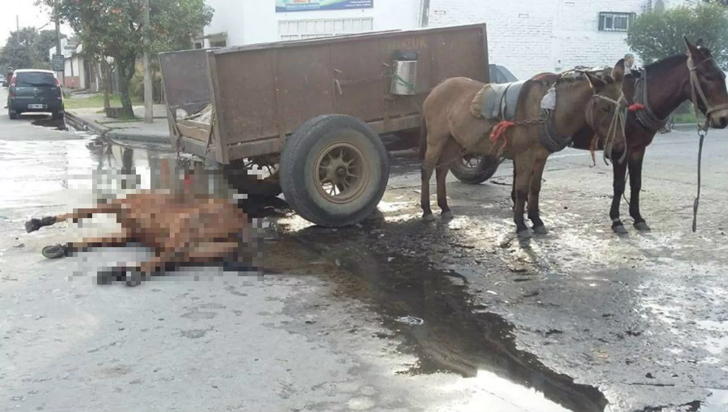 Polémica en Aguilares por la muerte de un caballo: pisó una tapa de cloacas rota