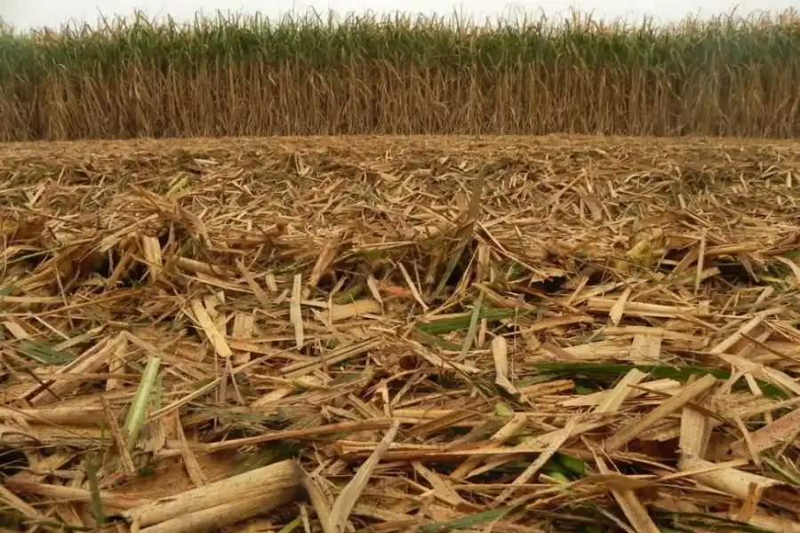 POR LOS CAMPOS. Evitar la quema de caña en pie debe ser un compromiso de los productores y propietarios. GENTILEZA EEAOC