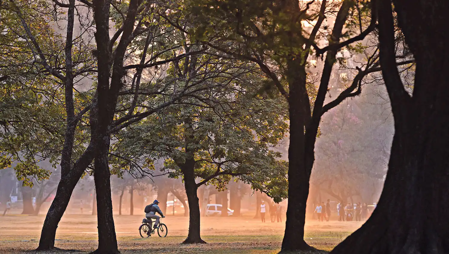 Por qué hay que cambiar el arbolado urbano
