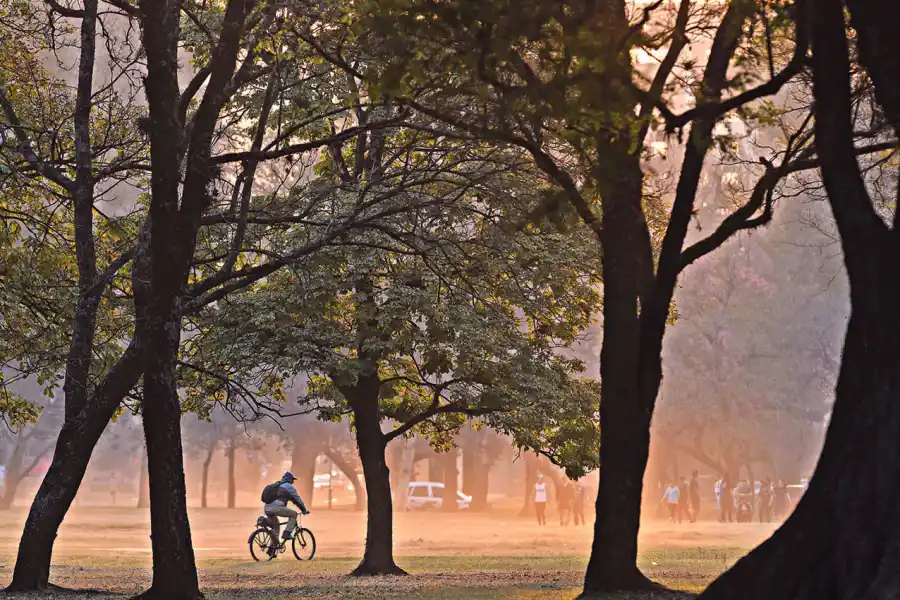 Por qué hay que cambiar el arbolado urbano