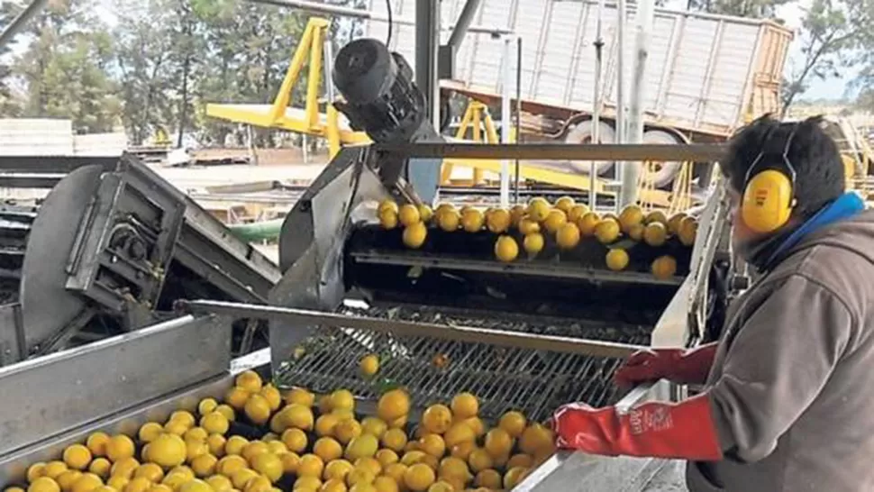Los limones tucumanos se exportarán a Canadá y Hong Kong