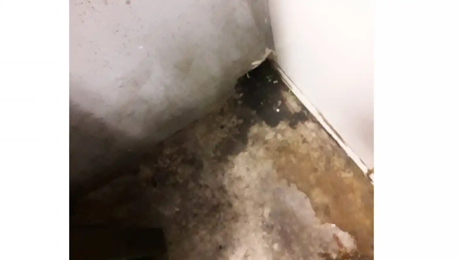 Clausuraron dos bares por suciedad, cucarachas y alimentos en mal estado