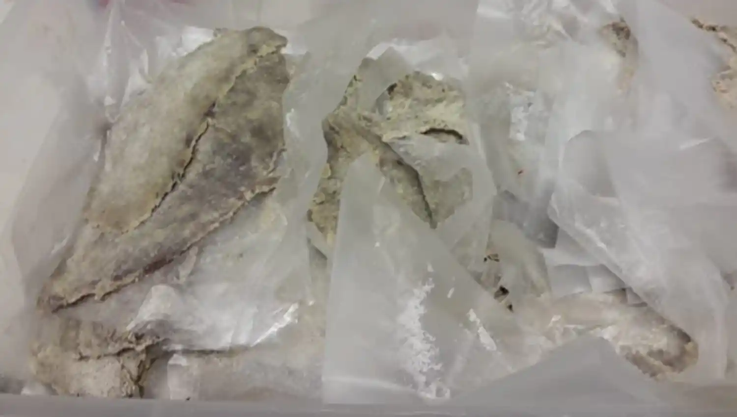 Clausuraron dos bares por suciedad, cucarachas y alimentos en mal estado