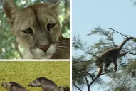 Horco Molle: “la reserva necesita mecenazgo privado”