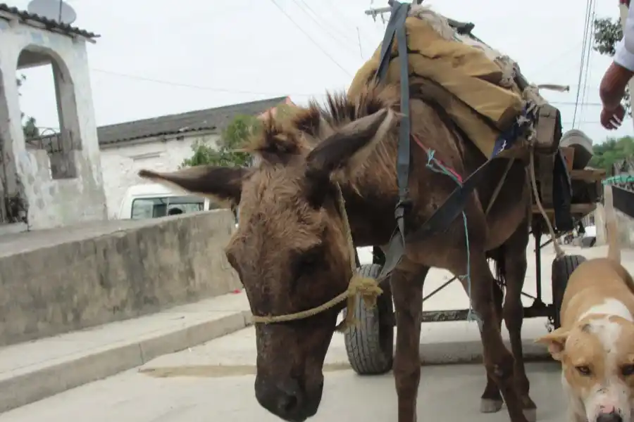 Maltrato animal: ¿cómo denunciarlo?