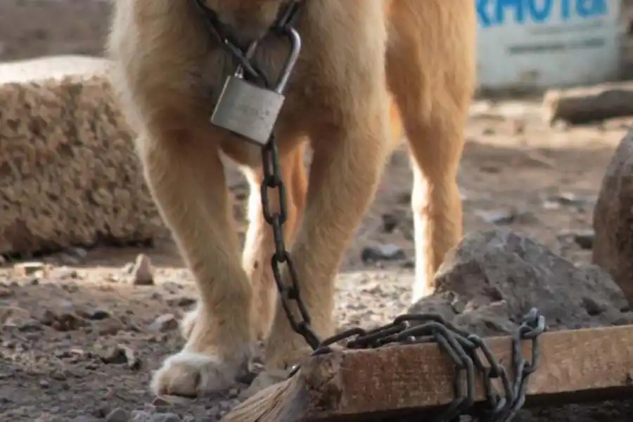 Maltrato animal: ¿cómo denunciarlo?