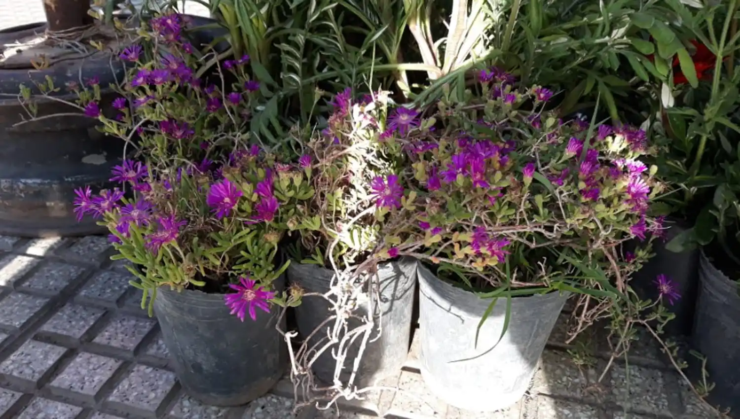Qué flores conviene plantar en primavera y cómo cuidarlas para que duren