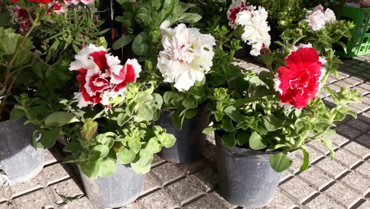 Qué flores conviene plantar en primavera y cómo cuidarlas para que duren