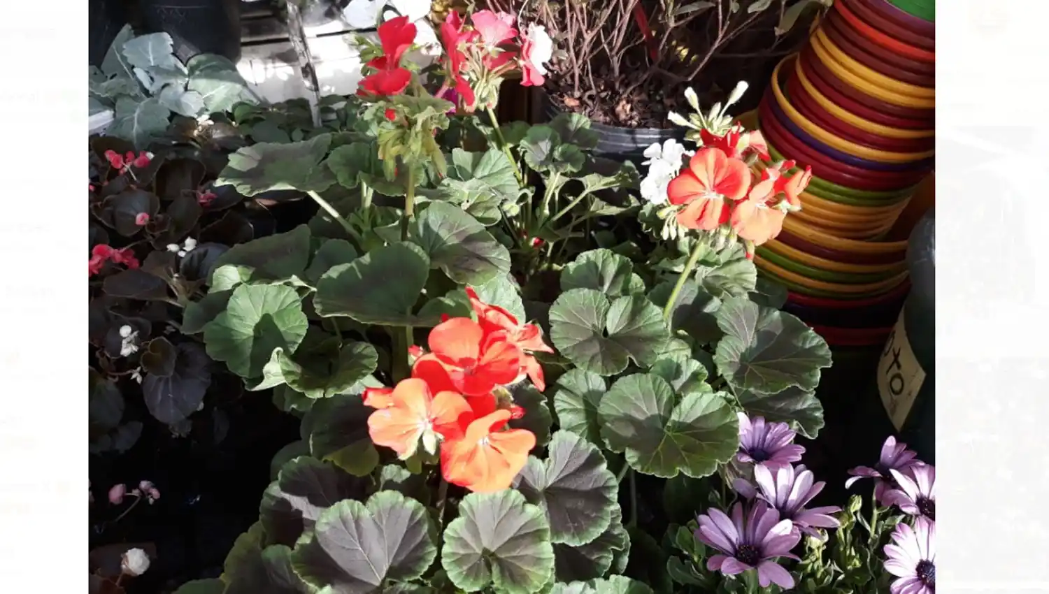 Qué flores conviene plantar en primavera y cómo cuidarlas para que duren