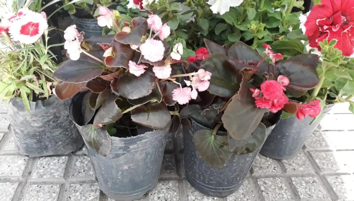 Qué flores conviene plantar en primavera y cómo cuidarlas para que duren