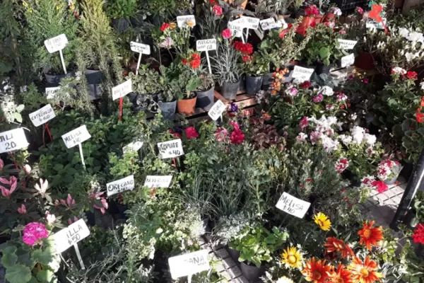 Qué flores conviene plantar en primavera y cómo cuidarlas para que duren -  LA GACETA Tucumán