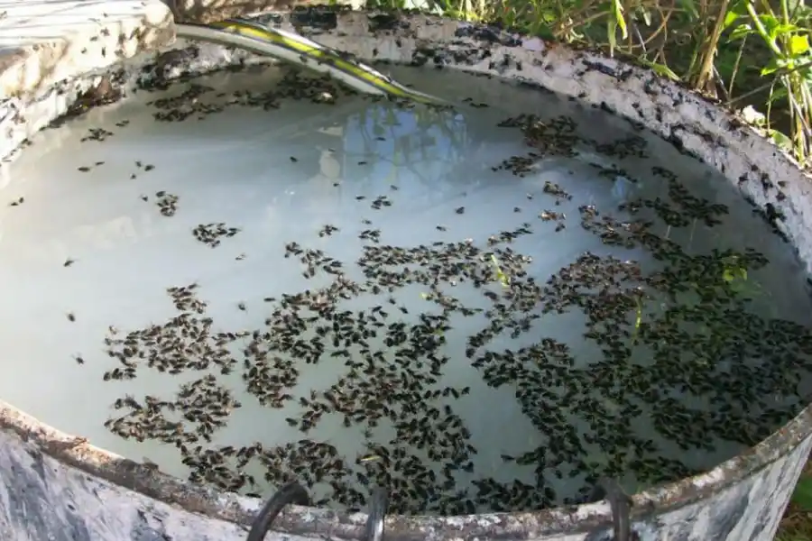El Mollar soporta una invasión de moscas por la basura acumulada