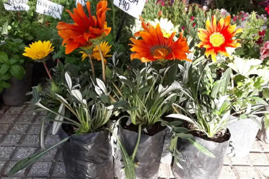 Qué flores conviene plantar en primavera y cómo cuidarlas para que duren