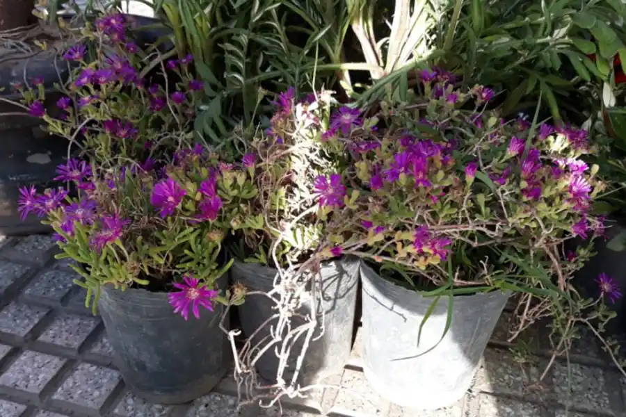 Qué flores conviene plantar en primavera y cómo cuidarlas para que duren