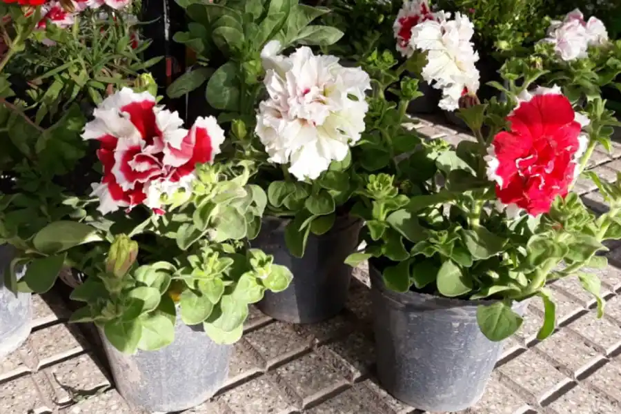 Qué flores conviene plantar en primavera y cómo cuidarlas para que duren