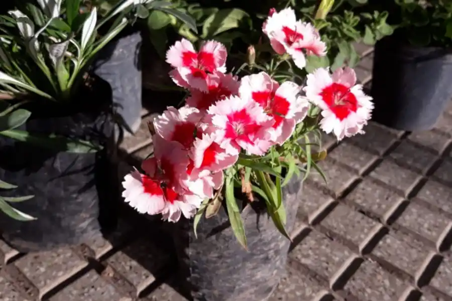 Qué flores conviene plantar en primavera y cómo cuidarlas para que duren