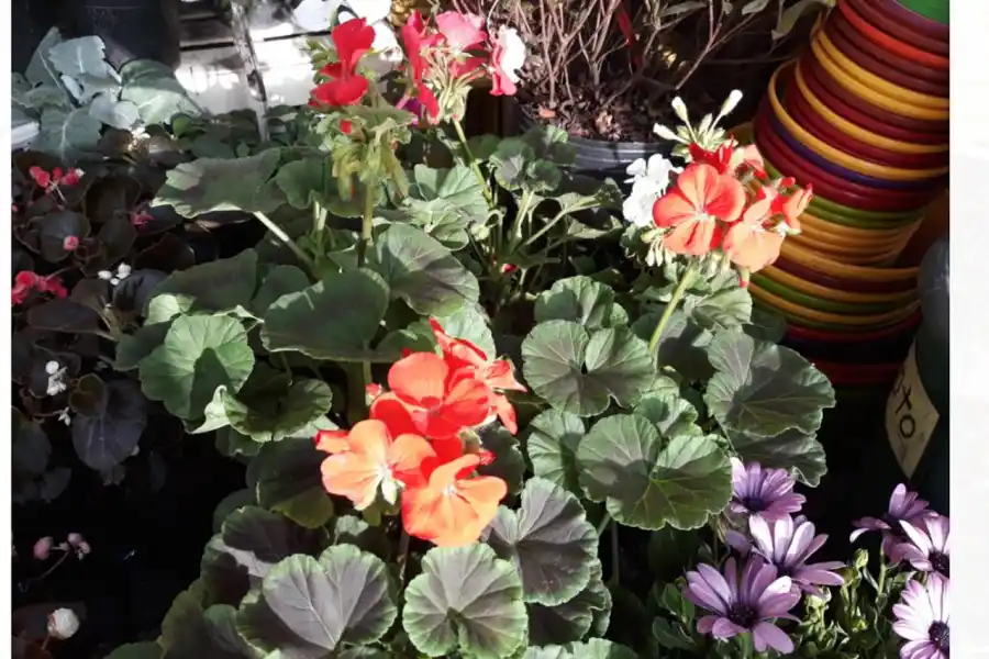 Qué flores conviene plantar en primavera y cómo cuidarlas para que duren