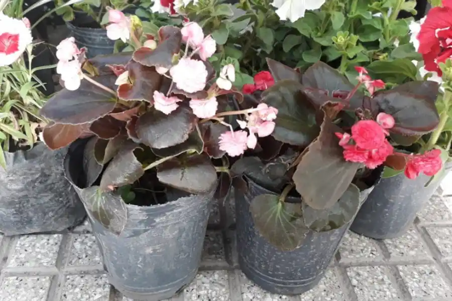 Qué flores conviene plantar en primavera y cómo cuidarlas para que duren