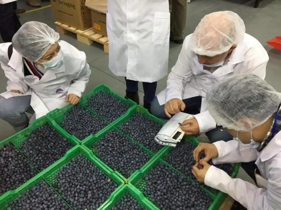 INSPECCIONES. Los controles de sanidad y calidad en la fruta es permanente para evitar problemas comerciales. 