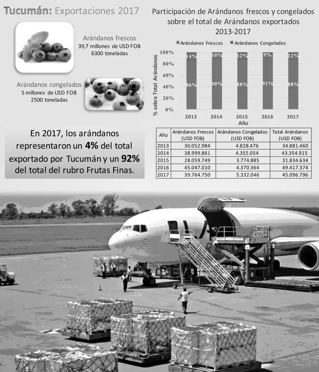 INFOGRAFÍA ARÁNDANOS.