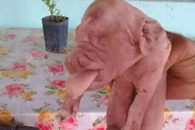 Video: conmoción por el nacimiento de un cerdo con rostro humano