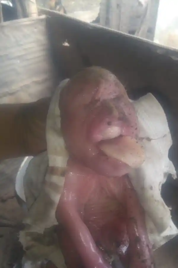 Video: conmoción por el nacimiento de un cerdo con rostro humano