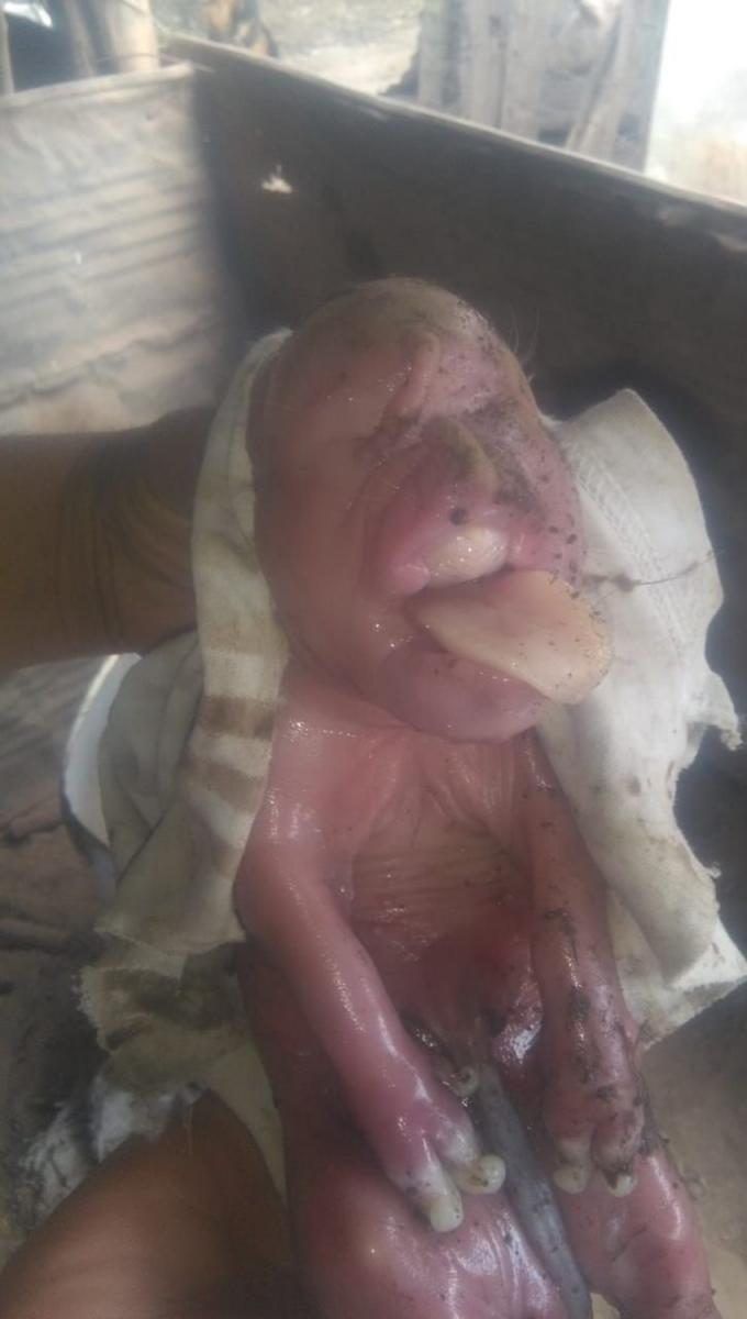 Video: conmoción por el nacimiento de un cerdo con rostro humano