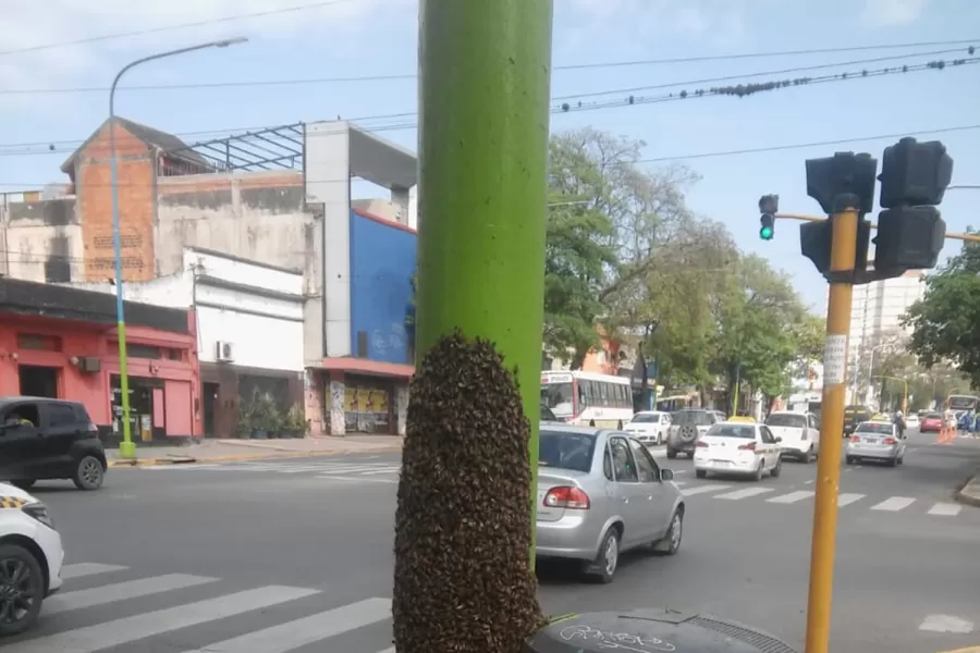 PELIGROSO. El enjambre de abejas se posó al lado de un basurero