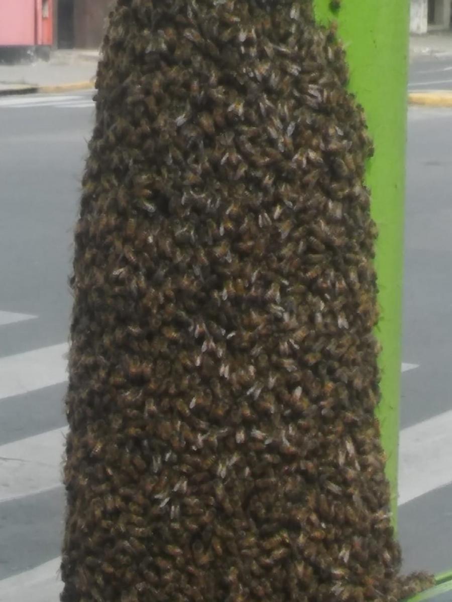 Un enjambre de abejas sorprendió a los tucumanos en Suipacha y 24 de Septiembre