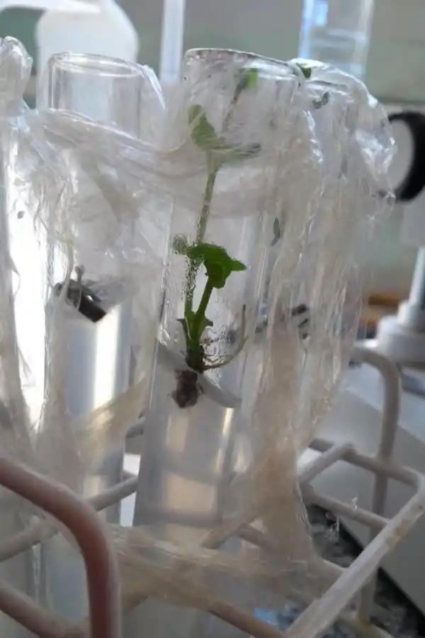EN ESTUDIO. Las plantas de las altas cumbres ya en el laboratorio.