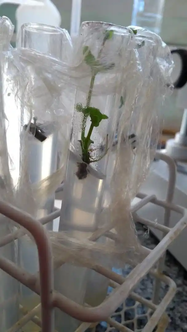 EN ESTUDIO. Las plantas de las altas cumbres ya en el laboratorio.