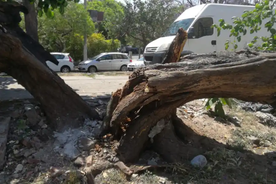 Un viejo árbol fue incendiado en su base y cayó sobre dos autos