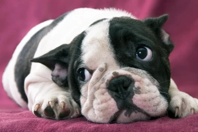 Los perros chicos seducen cada vez más a los tucumanos