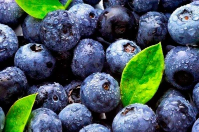 La provincia exporta 300 toneladas de arándanos vía aérea por semana