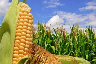 El 48% de la superficie con maíz en Tucumán tiene al trigo como “cultivo antecesor” de invierno
