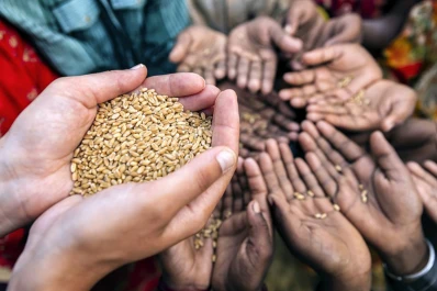 Según un estudio, las semillas mejoradas pueden solucionar la crisis alimentaria mundial
