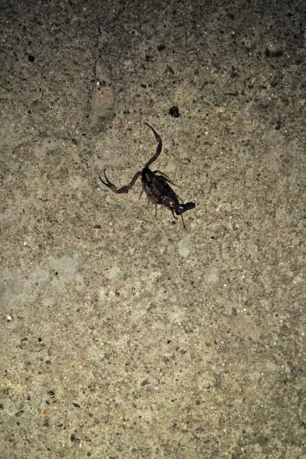 Suciedad acumulada en una rejilla pluvial de avenida Benjamín Aráoz al 1.300