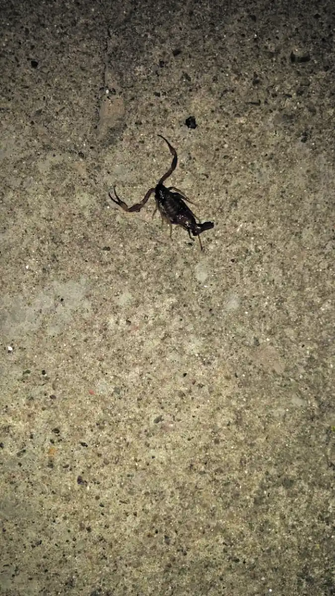 Suciedad acumulada en una rejilla pluvial de avenida Benjamín Aráoz al 1.300