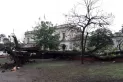 Los fuertes vientos provocaron caída de árboles y la voladura de un techo en la capital