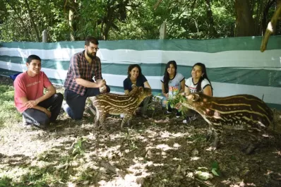 Llegaron dos tapires y hacen resurgir la esperanza en la reserva de Horco Molle