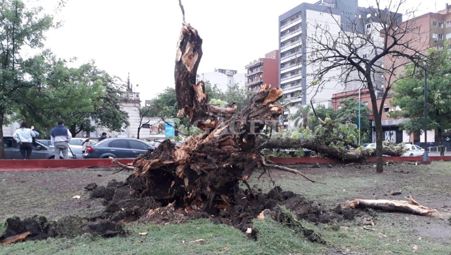 Los fuertes vientos provocaron caída de árboles y la voladura de un techo en la capital