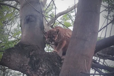 Un puma apareció en un árbol y sorprendió a los vecinos de un barrio de Leales