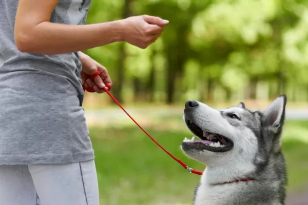 La ciencia confirma que los perros entienden qué les decimos y cómo lo decimos