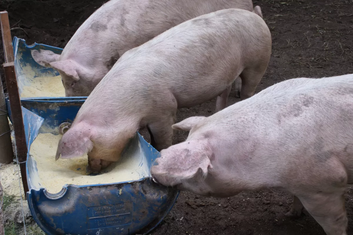Capacitan a agricultores rurales del Norte Argentino en producir porcinos