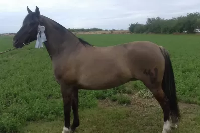 Yanta Payana pisó fuerte en Caballos Criollos