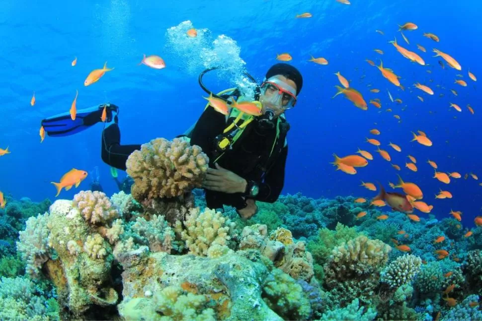 ARRECIFES CORALINO. Son estructuras subacuáticas formadas por corales. 