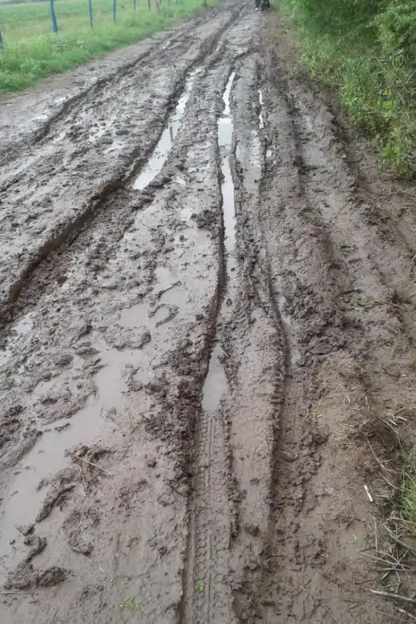 Siguen los animales sueltos en la ruta a El Siambón